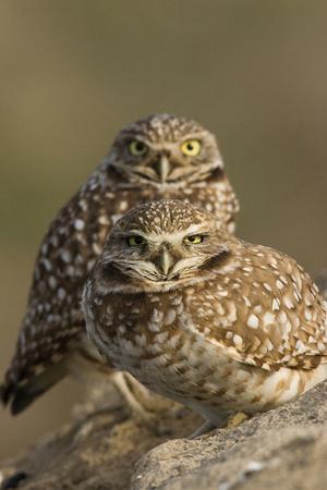 Premium Photographic Print, , small