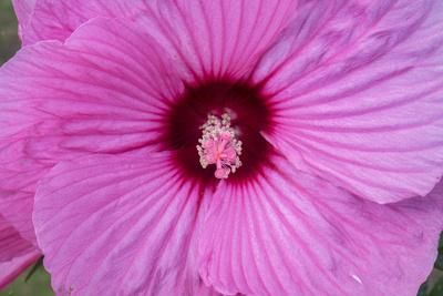 Premium Photographic Print, , small