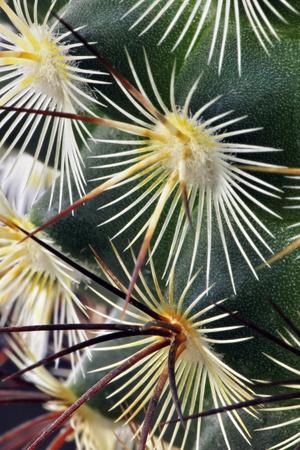 Premium Photographic Print, , small