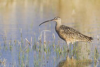 Premium Photographic Print, , small