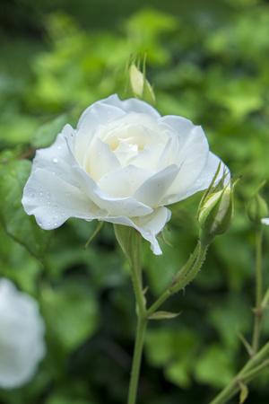 Premium Photographic Print, , small