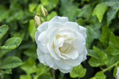 Premium Photographic Print, , small