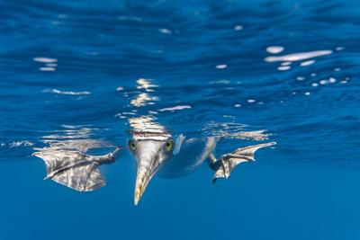 Premium Photographic Print, , small