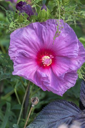Premium Photographic Print, , small