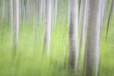 Premium Photographic Print, , small