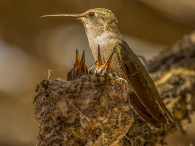 Photographic Print, , small