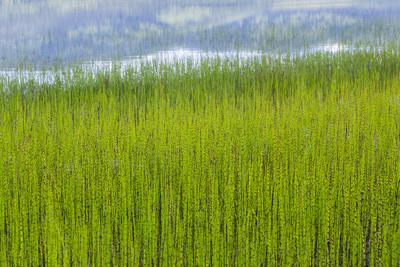 Premium Photographic Print, , small