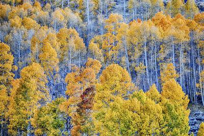 Premium Photographic Print, , small