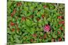 USA, Alaska, Nancy Lake State Recreation Area. Bunchberry and fly agaric mushrooms.-Jaynes Gallery-Mounted Premium Photographic Print