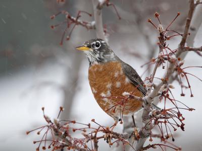 Photographic Print, , small