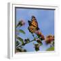 USA, California. Monarch butterfly on lantana flower.-Jaynes Gallery-Framed Photographic Print