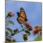 USA, California. Monarch butterfly on lantana flower.-Jaynes Gallery-Mounted Photographic Print