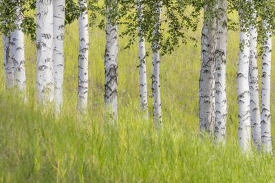 Premium Photographic Print, , small