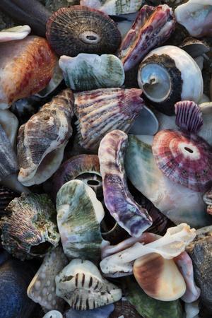 Premium Photographic Print, , small