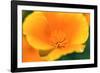 California Poppy detail, Antelope Valley, California, USA-Russ Bishop-Framed Photographic Print