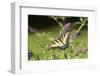 Eastern Tiger Swallowtail on Butterfly Bush, Illinois-Richard & Susan Day-Framed Photographic Print