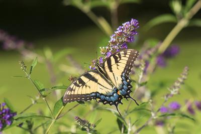 Premium Photographic Print, , small