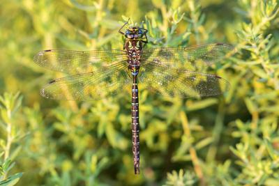 Premium Photographic Print, , small