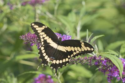Premium Photographic Print, , small