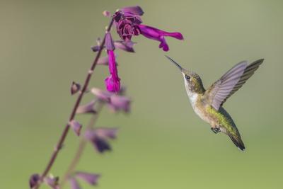 Premium Photographic Print, , small