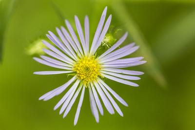 Premium Photographic Print, , small