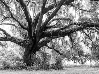 Photographic Print, , small
