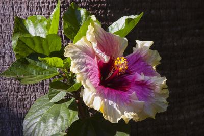 Premium Photographic Print, , small