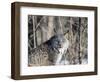 USA, Minnesota, Sandstone. Lynx in the woods-Hollice Looney-Framed Photographic Print