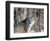 USA, Minnesota, Sandstone. Lynx in the woods-Hollice Looney-Framed Photographic Print