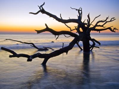 Premium Photographic Print, , small