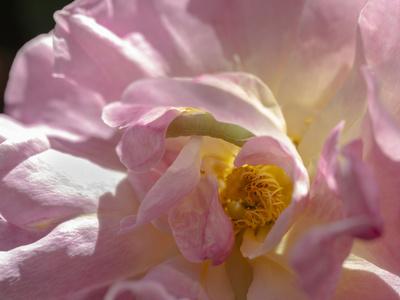 Premium Photographic Print, , small