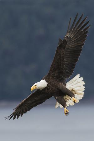 Premium Photographic Print, , small