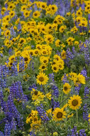 Premium Photographic Print, , small
