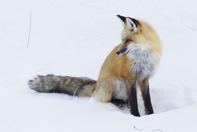 Premium Photographic Print, , small