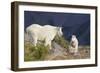 Mountain Goats, nanny and kid-Ken Archer-Framed Photographic Print