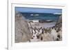 South Africa, Cape Town, Simon's Town, Boulders Beach. African penguin colony.-Cindy Miller Hopkins-Framed Photographic Print