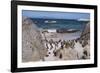 South Africa, Cape Town, Simon's Town, Boulders Beach. African penguin colony.-Cindy Miller Hopkins-Framed Photographic Print