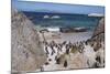 South Africa, Cape Town, Simon's Town, Boulders Beach. African penguin colony.-Cindy Miller Hopkins-Mounted Photographic Print