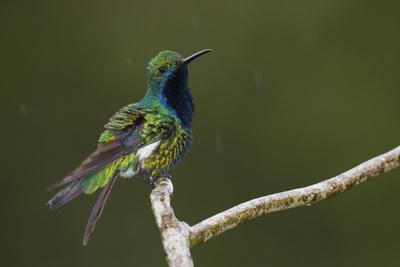 Premium Photographic Print, , small