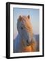 Iceland. Icelandic horse in sunset light.-Jaynes Gallery-Framed Photographic Print