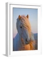 Iceland. Icelandic horse in sunset light.-Jaynes Gallery-Framed Photographic Print