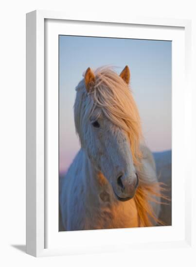 Iceland. Icelandic horse in sunset light.-Jaynes Gallery-Framed Photographic Print