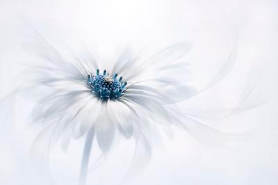 Premium Photographic Print, , small