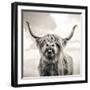 Close up portrait of Scottish Highland cattle on a farm-Mark Gemmell-Framed Photographic Print