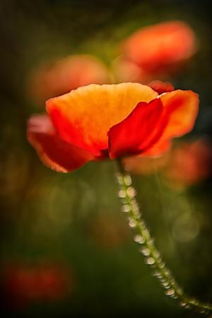 Photographic Print, , small