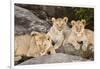 Tanzania, Africa. Three Lions sit in the shade of a rock outcropping.-Karen Ann Sullivan-Framed Photographic Print