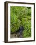 Canada, British Columbia, East Kootenay Mountains. Redstem saxifrage and alpine brook.-Jaynes Gallery-Framed Photographic Print