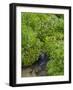 Canada, British Columbia, East Kootenay Mountains. Redstem saxifrage and alpine brook.-Jaynes Gallery-Framed Photographic Print