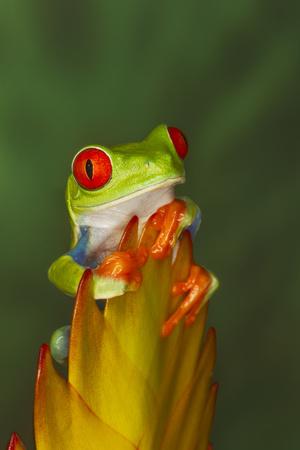 Premium Photographic Print, , small