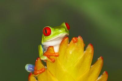 Premium Photographic Print, , small